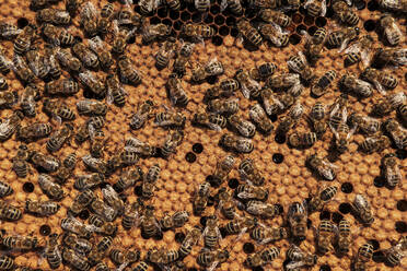 Vollbildaufnahme von Bienen auf einem Wabentablett - WFF00387