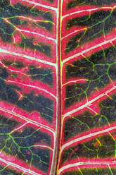 Full frame shot of patterned leaf - DSGF02012