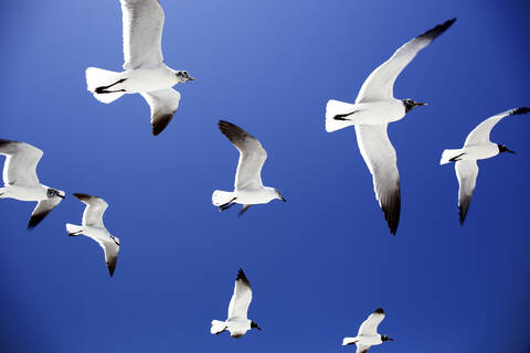 Low angle view of Möwen fliegen gegen klaren blauen Himmel, lizenzfreies Stockfoto