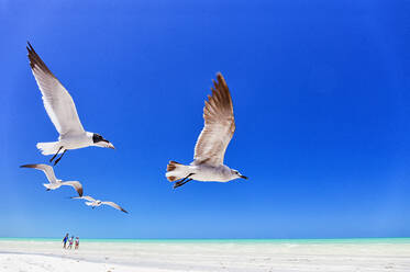 Möwen fliegen gegen den klaren blauen Himmel auf der Insel Holbox, Quintana Roo, Yucatan, Mexiko - DSGF02017