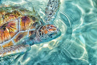 Close-up of green sea turtle swimming in sea - DSGF02020