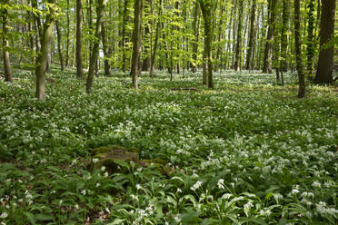 Deutschland, Nordrhein-Westfalen, Bärlauch (Allium ursinum) auf einer grünen Lichtung - WIF04261