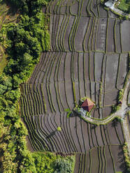 Indonesien, Bali, Luftaufnahme von terrassierten Reisfeldern - KNTF04557