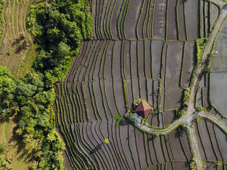 Indonesien, Bali, Luftaufnahme von terrassierten Reisfeldern - KNTF04558