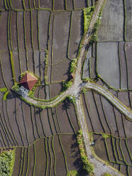 Indonesia, Bali, Aerial view of terraced rice paddies - KNTF04559