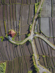 Indonesien, Bali, Luftaufnahme von terrassierten Reisfeldern - KNTF04559