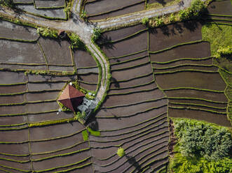 Indonesia, Bali, Aerial view of terraced rice paddies - KNTF04560