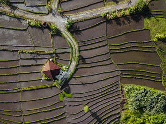 Indonesien, Bali, Luftaufnahme von terrassierten Reisfeldern - KNTF04560