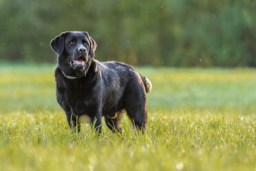 Schwarzer Labrador Retriever auf der Wiese - STSF02530