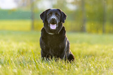 Black Labrador Retriever sitting on meadow - STSF02531