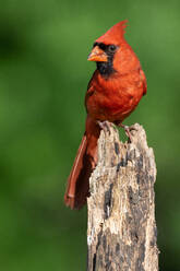Ein nördlicher Kardinal in der Sommersonne stehend - CAVF80499