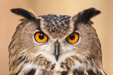 A Portrait of a Eurasian Eagle Owl - CAVF80500