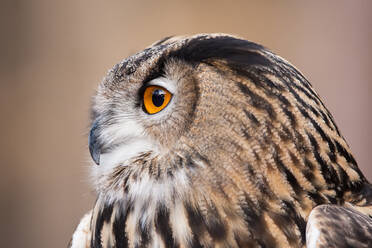 A Portrait of a Eurasian Eagle Owl - CAVF80502