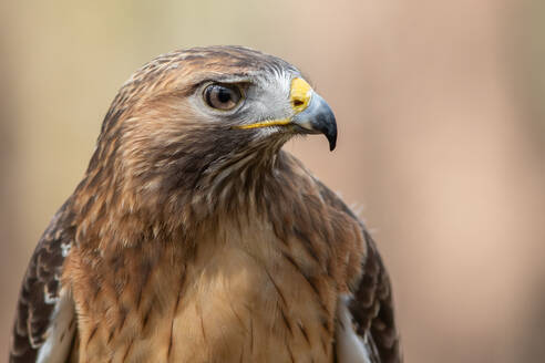 A Portrait of a Red-tailed Hawk - CAVF80503