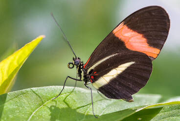 A Red Postman Butterfly Perched on a Leaf - CAVF80508