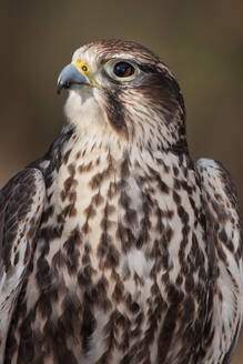 A Portrait of a Sakar Falcon - CAVF80509