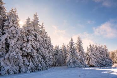 Winterlandschaft auf dem Berg. - CAVF80530