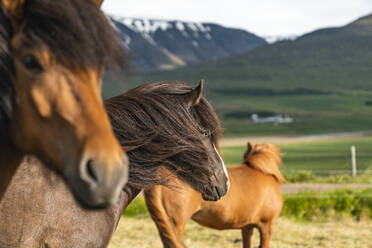 Icelandic Horses In Rural Iceland Northeastern Region - CAVF80648