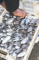 Ein Fischhändler legt frischen Fisch in einen Korb - CAVF80751