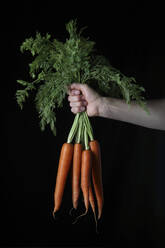 Hand with Bunch of Organic Carrots on Black - CAVF80781