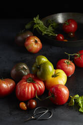 Heirloom-Tomaten mit Basilikum, frisch aus dem Garten gepflückt - CAVF80805