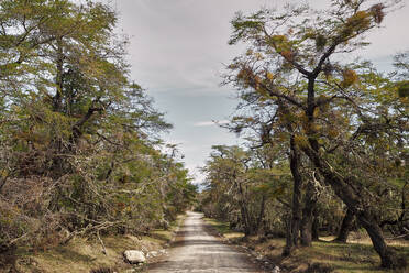 Straße inmitten von Bäumen mitten im Wald, Chalten, Argentinien - VEGF01995