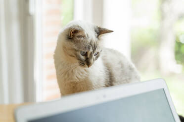 Nahaufnahme einer Katze am Laptop zu Hause - AFVF06172