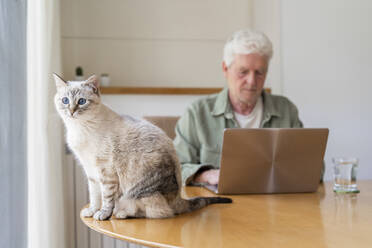 Porträt einer Katze, die auf dem Tisch eines älteren Mannes sitzt, der zu Hause einen Laptop benutzt - AFVF06173