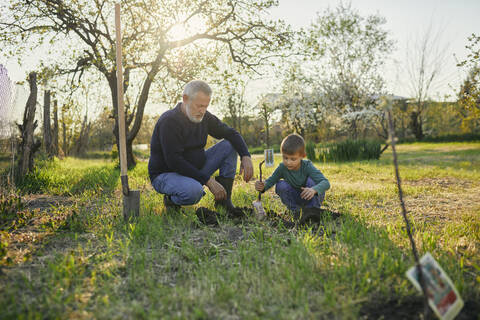 Großvater betrachtet seinen Enkel beim Pflanzen eines Baumes, während er im Garten hockt, lizenzfreies Stockfoto