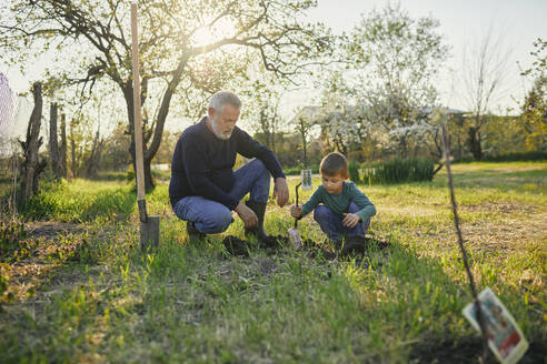 Großvater betrachtet seinen Enkel beim Pflanzen eines Baumes, während er im Garten hockt - ZEDF03352