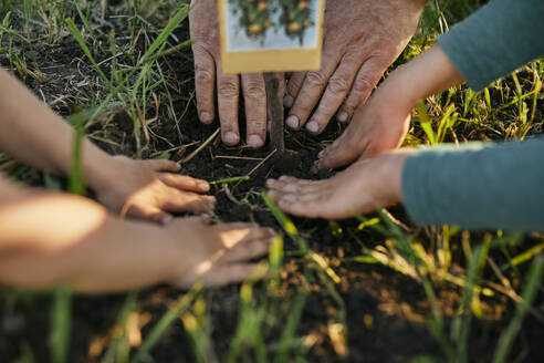 Abgeschnittene Hände einer Familie, die gemeinsam im Garten pflanzt - ZEDF03354