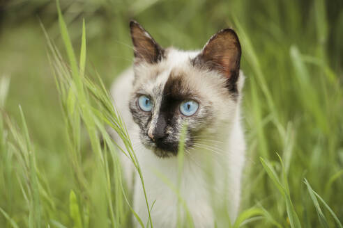 Porträt eines im Gras stehenden weißen Kätzchens - AFVF06185