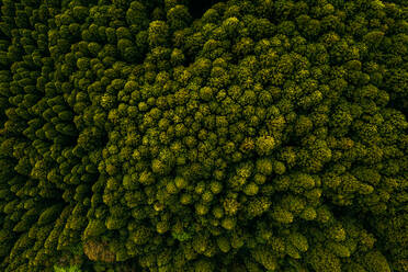 Aerial view of treetops at Yuki River, Chiba, Japan. - AAEF08069