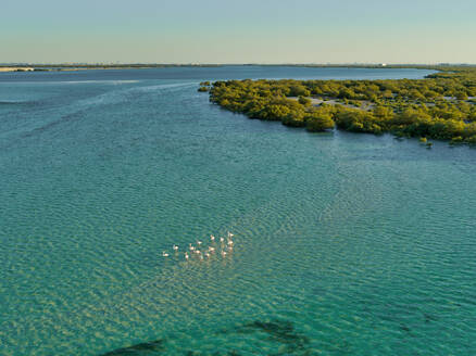 Luftaufnahme eines Vogelschwarms im Jubail Mangrove Park in Abu Dhabi, Vereinigte Arabische Emirate. - AAEF08118