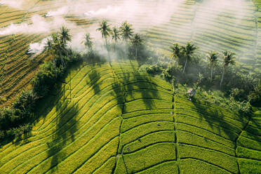 Aerial view of smoke on the green rise fields and palm trees in Bali, Indonesia. - AAEF08311