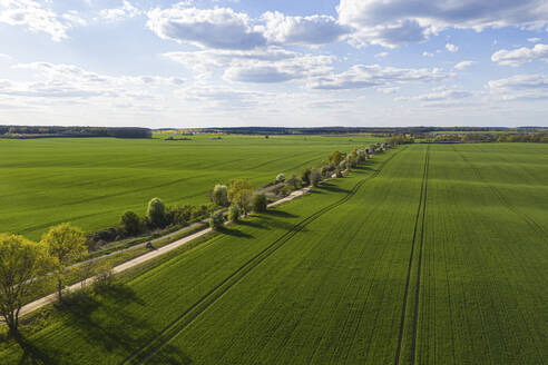 Deutschland, Brandenburg, Drohne Blick auf Landschaft Feldweg und weite grüne Felder im Frühling - ASCF01313