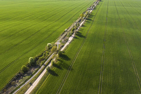 Deutschland, Brandenburg, Drohne Blick auf Landschaft Feldweg und weite grüne Felder im Frühling - ASCF01314