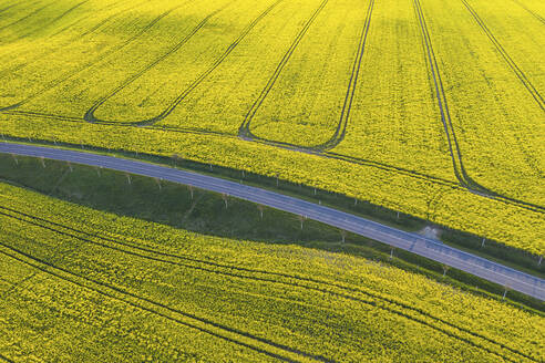 Deutschland, Brandenburg, Drone view of countryside road cutting through vast oilseed raps field in spring - ASCF01319