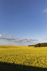 Deutschland, Brandenburg, Himmel über einem großen Rapsfeld im Frühjahr - ASCF01320