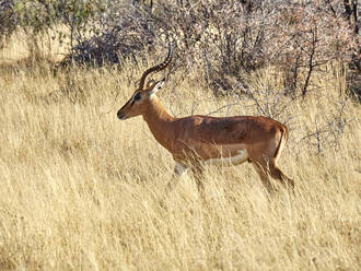Gazelle beim Spaziergang in der Savanne, Etosha-Nationalpark, Namibia - VEGF02070