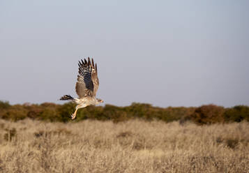 Adler im Flug über die Savanne, Etosha-Nationalpark, Namibia - VEGF02073