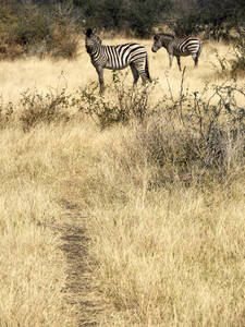 Zebras in der Savanne, Etosha-Nationalpark, Namibia - VEGF02076