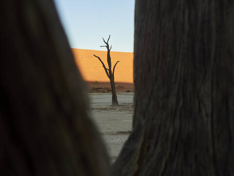 Blick auf einen Baum in der Wüste, Sossusvlei, Namibia, lizenzfreies Stockfoto