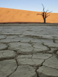 Zerklüfteter Salzpfannenboden und ein Baum in der Wüste, Sossusvlei, Namibia - VEGF02098
