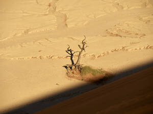 Blick von oben auf einen Baum inmitten der Wüste, Sossusvlei, Namibia - VEGF02100