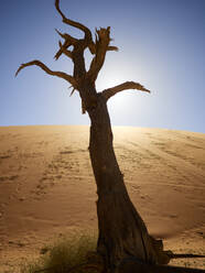 Baum und Dünen, Deadvlei, Namibia - VEGF02101