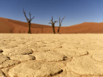 Rissiger Salzpfannenboden und abgestorbene Bäume inmitten von Dünen im Deadvlei, Namibia - VEGF02102