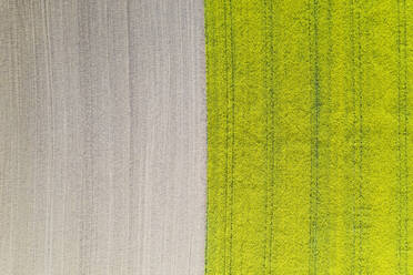 Germany, Baden-Wurttemberg, Backnang, Aerial view of edge of oilseed rape field in spring - WDF05980