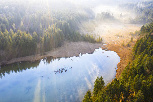 Deutschland, Bayern, Egling, Drohnenansicht des Ufers des Thanninger Weihers bei nebligem Sonnenaufgang - SIEF09816