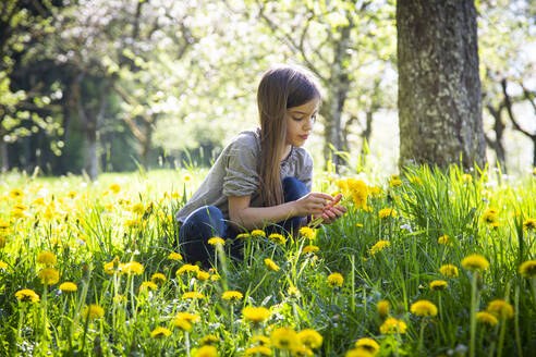 Portrait of girl picking dandelions on a meadow - LVF08864